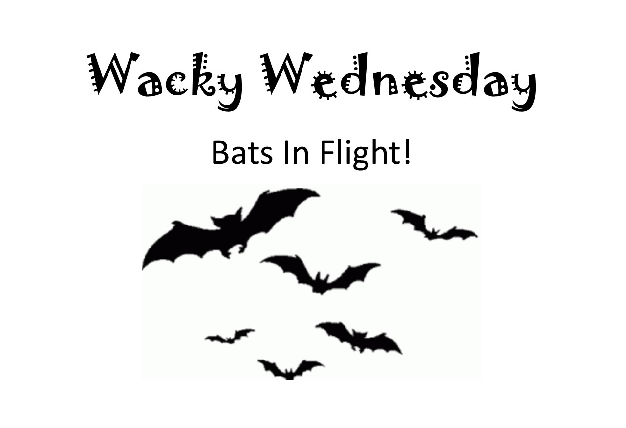 Wacky Wednesday  Bats In Flight!