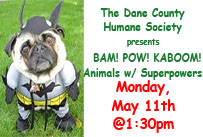 The Dane County Humane Society presents bam pow kaboom animals with superpowers monday may 11th at 1:30pm