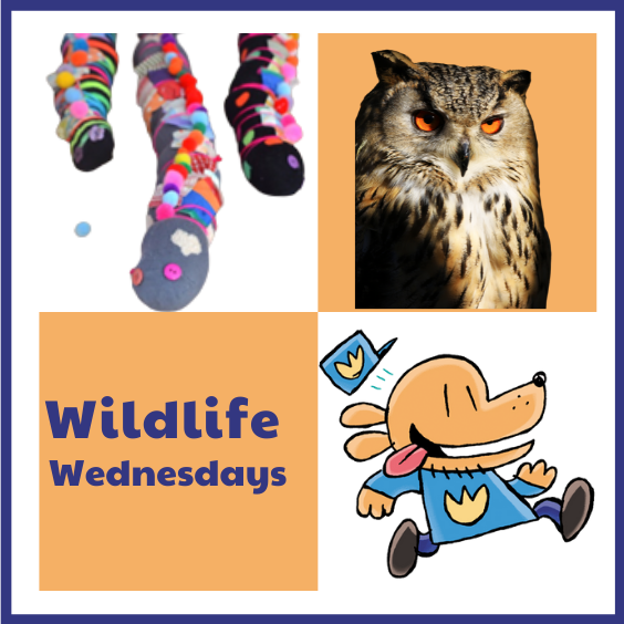 wildlife Wednesdays